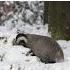 Honey Badgers Fight Snakes Raid Hives And Even Challenge Lions Without Fear