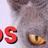 Angry Cat Sounds For 12 Hours Cat Meowing Sound Effect In Slow Motion