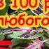 Рассада крепче баобаба ГОТОВИМ ЭТО УДОБРЕНИЕ САМИ в 100 раз лучше любого покупного удобрения