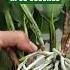 Dividing Repotting A Cattleya Orchid In 60 Seconds