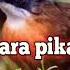 Suara Pikat Kicauan Burung Pelanduk Topi Hitam