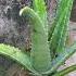 Homemade Fertilizer For Aloe Vera Plants