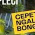 TERAPI PLECI SUARA AIR DAN PLECI KOLONI CEPET NGEWIK NGALAS DAN BONGKAR MATERI