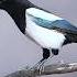 Eurasian Magpie Sound
