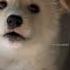 Cutie Puppy Barking Shorts Shortvideo Dogsound Puppy Dog Puppycuteness