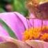 Secret Garden Тhe Promise