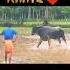 Kaati VMGNP Venur Moodukodi Kaati Kambala Kambala Shorts