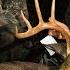 CLOSEST SHOT EVER ON A DEER TWO Bucks Down In PA