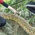 Smart DOG Confronts Giant PYTHON Weighing 50kg 15m Long Escape Skills Of Female Hunter