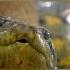 Animal The Silent Killer Anaconda Mehrab Wildlife