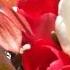 Тюльпаны улыбка весны Tulips Smile Of Spring Одесса