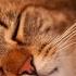 Happy Cat Purring Smoothly Comforting Sounds For Sleep Мурчание Кошки для Релакса Сна Медитации