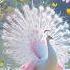 So Beautiful Peacock Bird Peacockdance Peacocklife Music Love 1millionviews