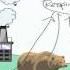 Carbon Cycle Processes