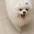 Lulu And Chihuahua Drawing Pets Animals Dog Kitten Humor Fan Cat Baby Cute
