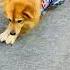 My Babe Dances Wearing GGGB S Dress Pet Dog Mybaby Dancing