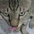 Mehmaan Cat Lovers Curious Street Cat Stalks Indoor Cats Will They Welcome Him In