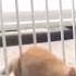 Fat Cat Gets Angry At A Gate