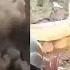 India Mocks Pakistan With New Video Of Strikes 2 2 KM Inside Border Pak Rangers Were Running