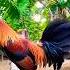 Sweater Golden Boy Rooster Chickenbreeds Chicken