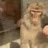 This Monkey Was Amazed At A Magic Trick Shorts Foryou Animals Monkey Magic Funny Funnyvideo