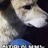 반려견이 꼭 살아야만 했던 이유