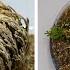 Rose Of Jericho Time Lapse Resurrection Plant