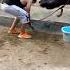 Qurbani 2025 Janwar Kinti Karo Kitne Hy Newsong Song Punjabisong Foryou Animallover Animals