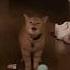 Original I Go Meow Cala Igomeow RIPCala