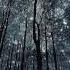 Spinners Of Dreams John Flomer S Primal Cinema
