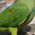 Cute Parrot Sound Parrots Shorts Viral Babyparrot