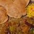 Bhandare Wale Pethe Ki Sabji Makeeathealthy