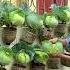 Amazing Upcycled Garden Turning Plastic Bottles Into Food Profit