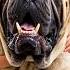 200 Pound Giant Dog Greets Her Best Friend After School
