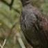 This Bird Can Mimic Any Voice They Hear