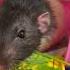 У меня тоже голос я тоже хочу петь Rat крысы Animal