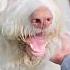Wanna Boop Pink Nose Puppy Cute Dog Doodle
