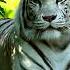 Nature White Tiger Relax