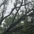 IT WAS THE WIND Storms Take Tree Down On Top Of Memphis Home