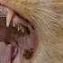 Cat Screaming Sound Effect Cat Meowing Non Stop Loud Cat Scary Meow