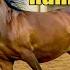 Liberty Run Final Championship At Scottsdale Arabian Horse Show