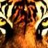 Survivor Eye Of The Tiger Глаз тигра Рокки
