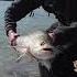DANUBE FISHING Boleň Z Dunaja Dji Fishing Shorts Short Shortvideo Danube River Dunaj Fish