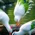 Sayida