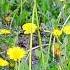 Одуванчик Taraxacum футаж