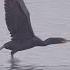 Double Crested Cormorant Uses Its Webbed Feet To Assist In Taking Flight Cormorant Wildlife