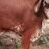 Gir Vasadi For Sale Mo 7041553160