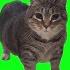 10 HOURS W W OIIA OIIA Spinning Cat