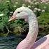 The Most Beautiful Bird In The World Nature Birdsong Wildlife Bird Goose Incredible Tiktok