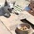 Хаски Альма Dog
